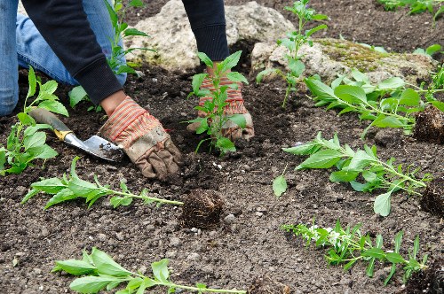 Inspection of a landscaped area during a complaint review
